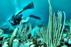 Diver-in-Utila