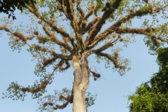 Ceiba-Tree