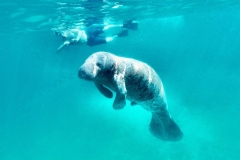 Manatee-Caye-Caulker
